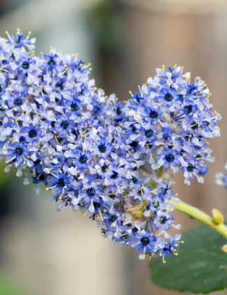 Ceanothus arboreus 'Trewithen Blue' 3