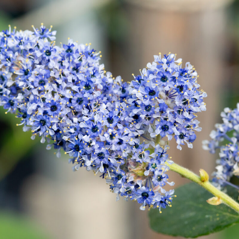 Ceanothus arboreus 'Trewithen Blue' 3