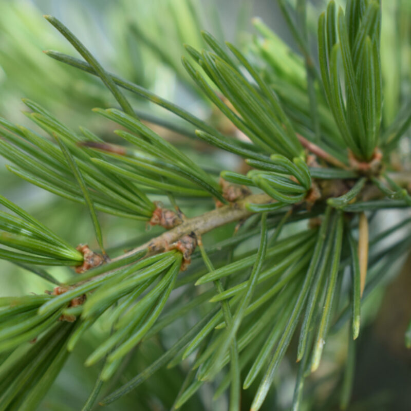 Cedrus deodara 'Karl Fuchs'