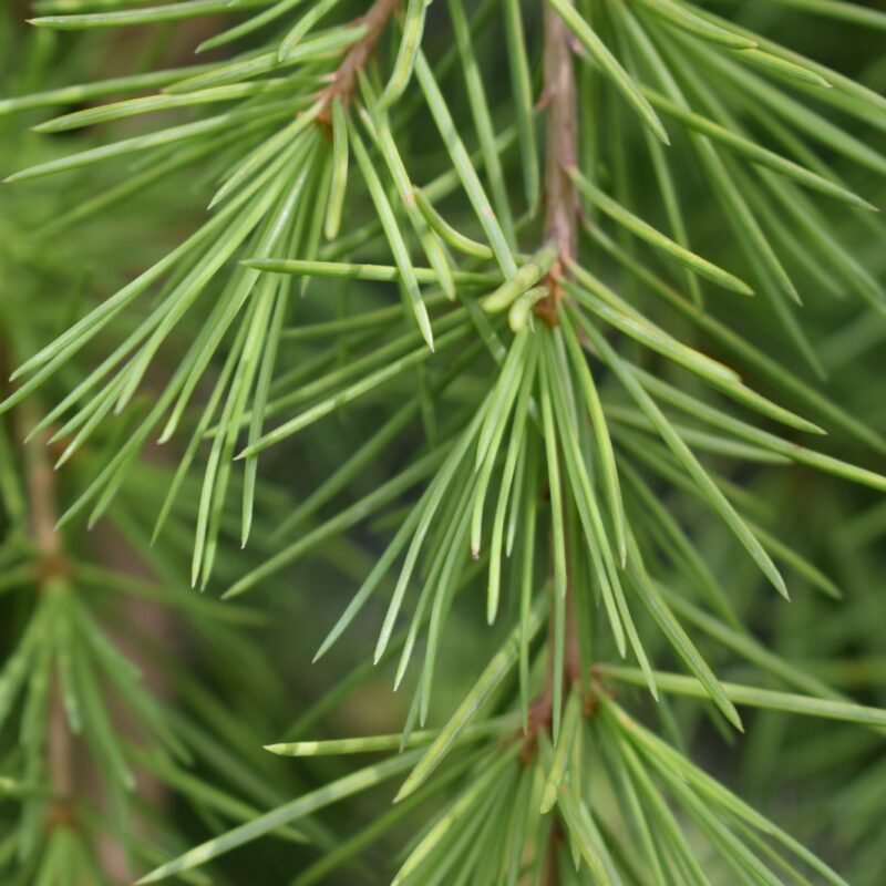 Cedrus deodara 'Klondyke'