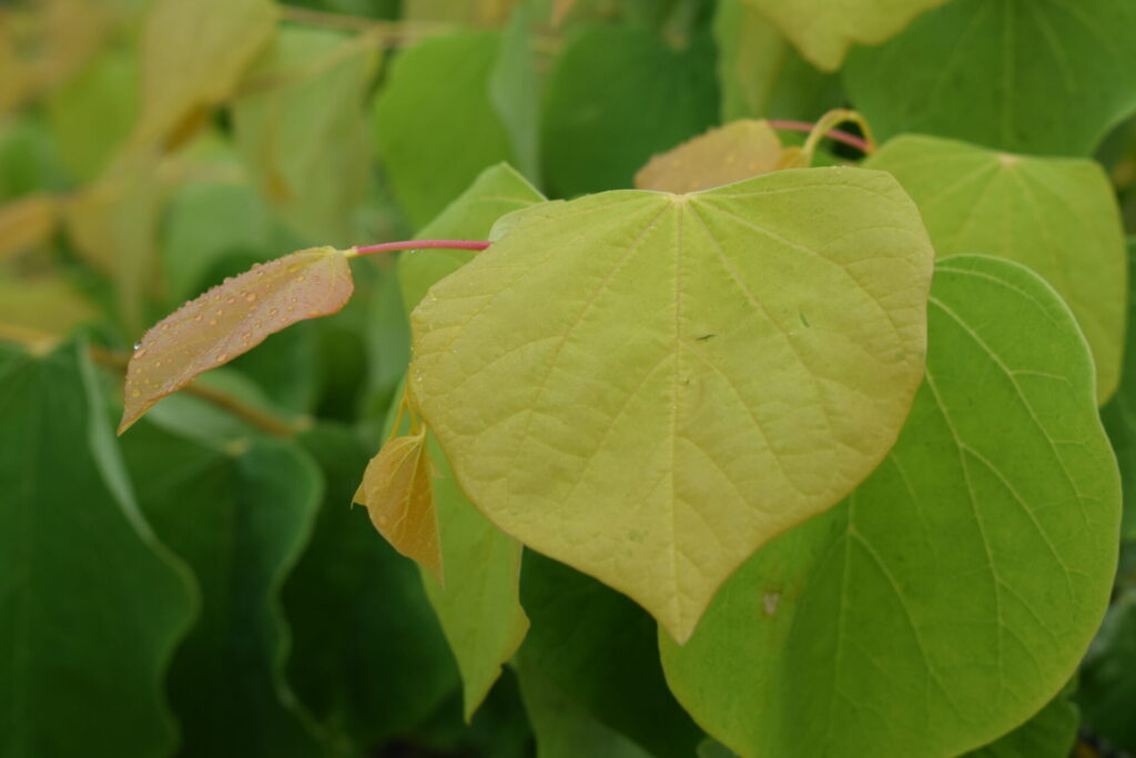 Cercis canadensis 'Golden Falls'®