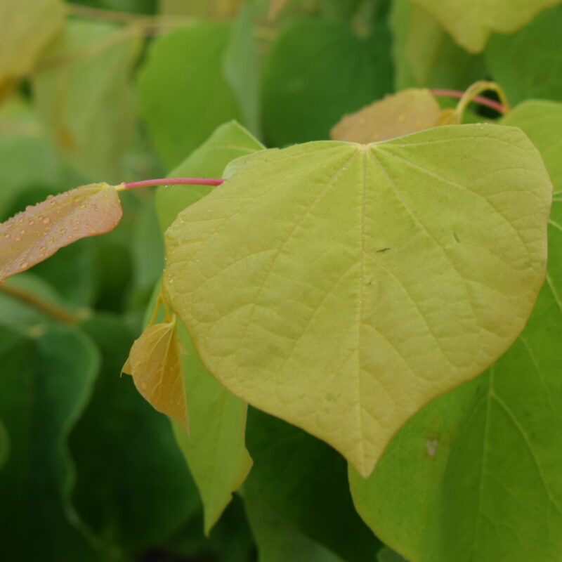 Cercis canadensis 'Golden Falls'®