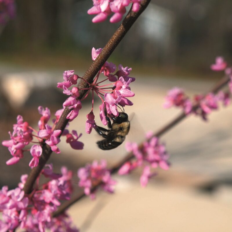 Cercis canadensis 'Hearts of Gold'®