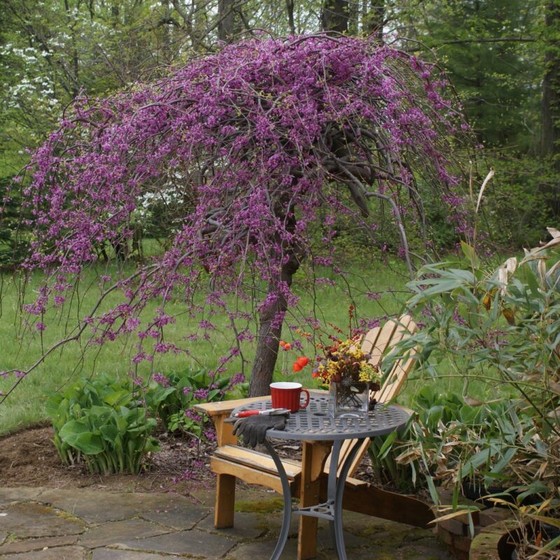 Cercis canadensis 'Lavender Twist'® (Covey)