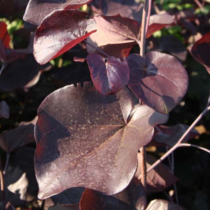 Cercis canadensis 'Merlot'®