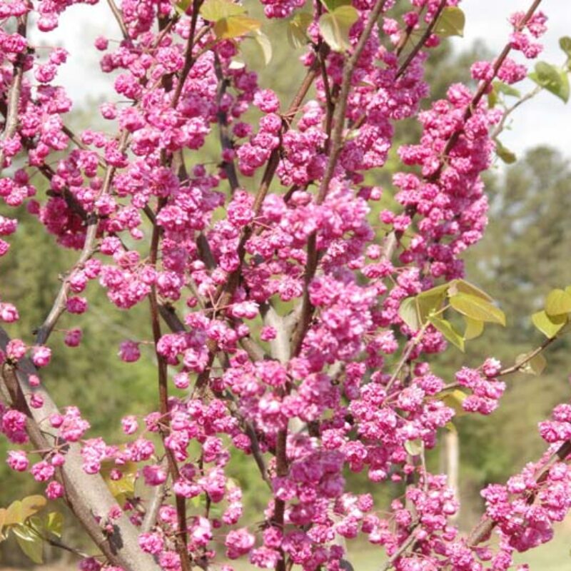 Cercis canadensis 'Pink Pom Poms'®