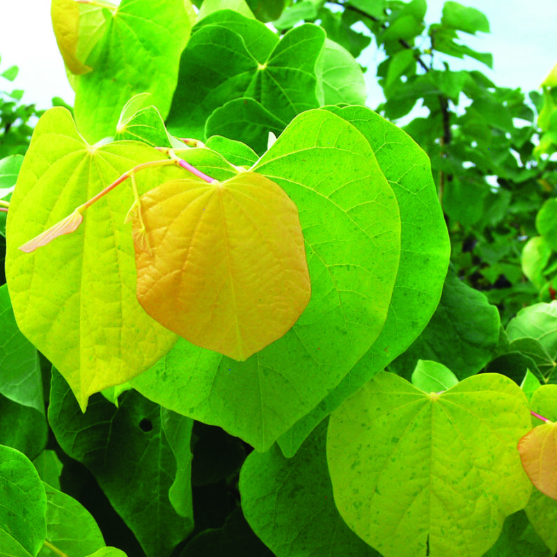 Cercis canadensis 'Rising Sun'™