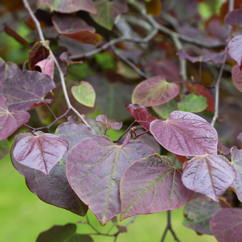 Cercis canadensis 'Ruby Falls'® 2