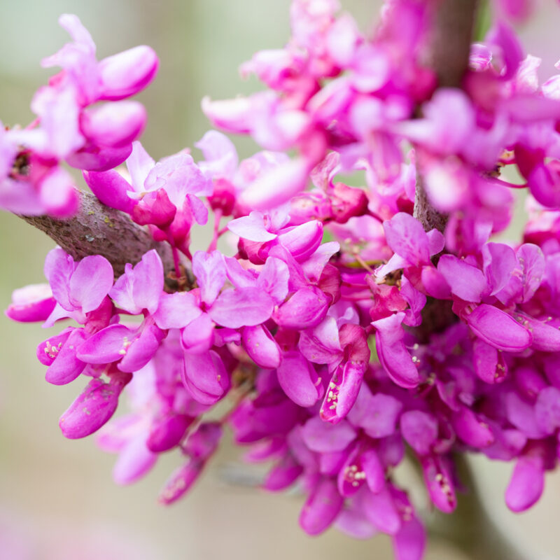 Cercis chinensis 'Avondale' 1