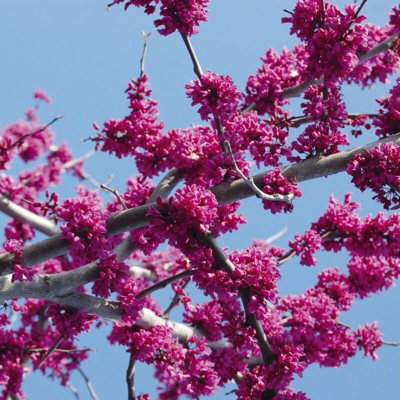 Cercis reniformis 'Oklahoma' 2