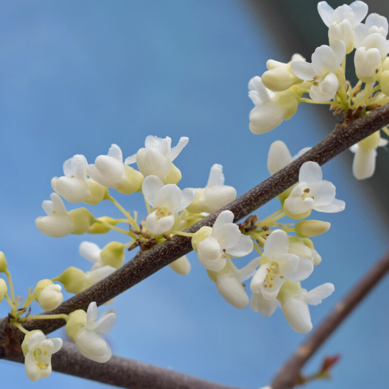 Cercis reniformis 'Texan White' 1