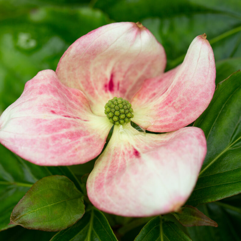 Cornus florida 2