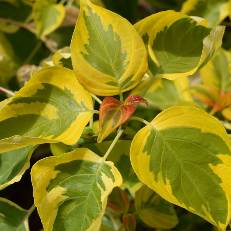 Cornus florida 'Daybreak' 1