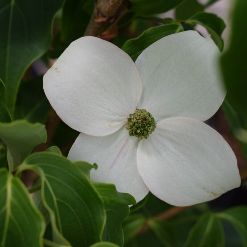 Cornus kousa 'Milky Way' 1