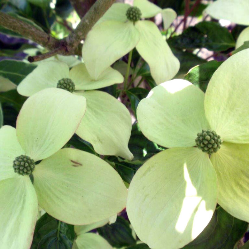 Cornus kousa 'National'