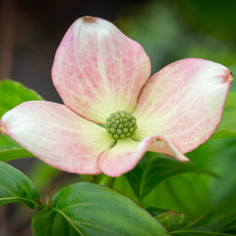 Cornus kousa ‘Satomi’ 1