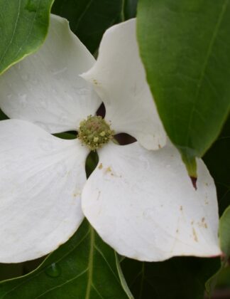 Cornus kousa 'Schmetterling' 1