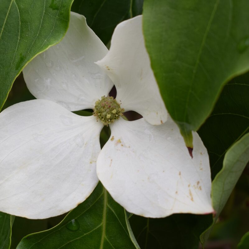 Cornus kousa 'Schmetterling' 1