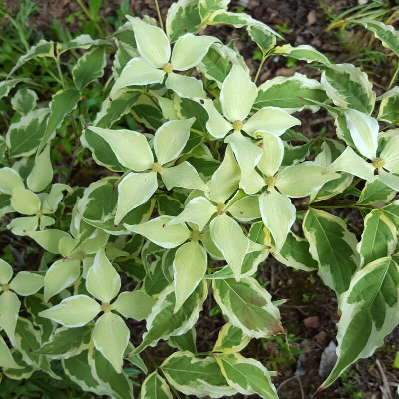 Cornus kousa 'Summer Fun'