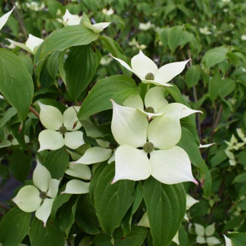 Cornus kousa 'White Fountain' 1