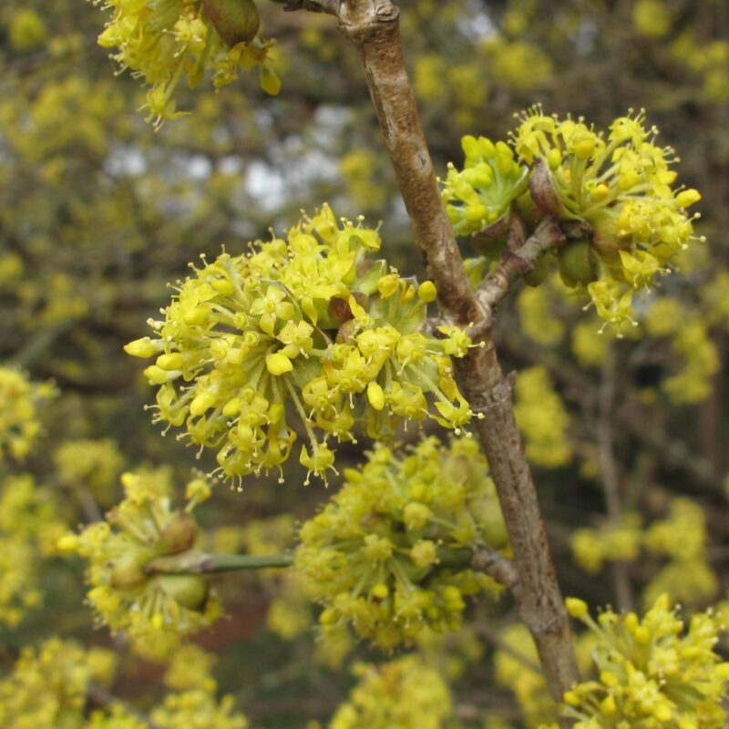 Cornus mas 2