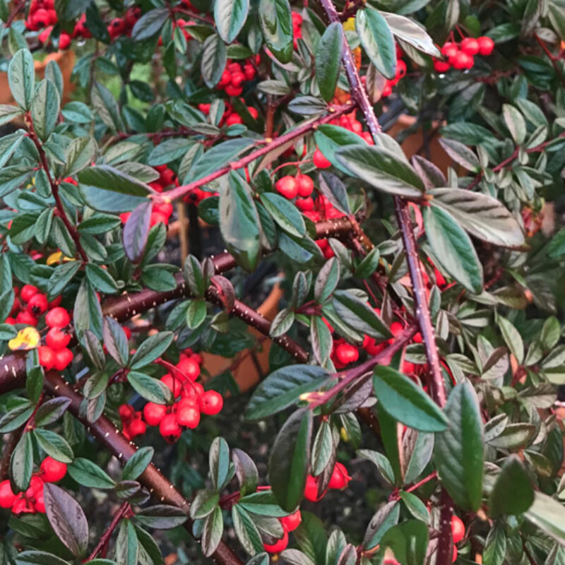 Cotoneaster salicifolius 'Repens' 1