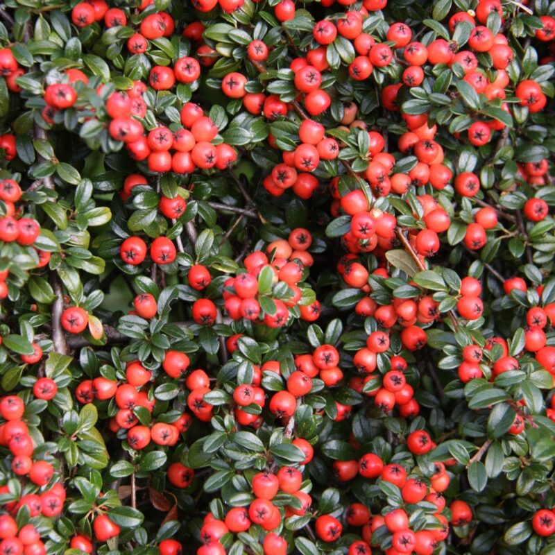 Cotoneaster x suecicus 'Coral Beauty' 2