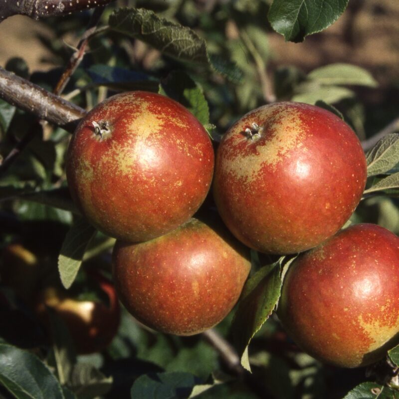 Apple - Yellow Ingestrie - tasting notes, identification, reviews