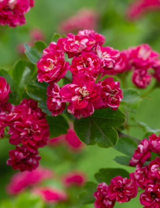 Crataegus laevigata 'Pauls Scarlet' 1