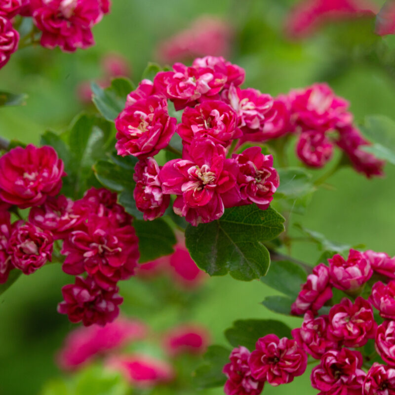 Crataegus laevigata 'Pauls Scarlet' 1