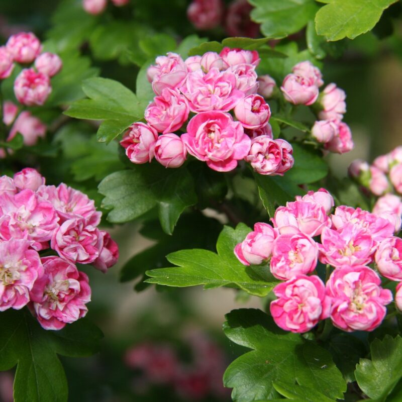 Crataegus laevigata 'Rosea Flore Pleno' 1