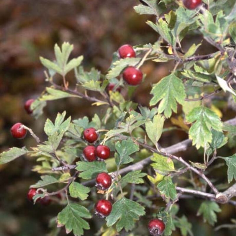 Crataegus schraderiana 1