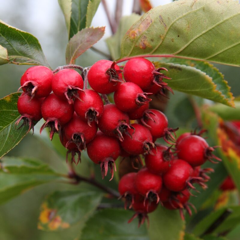 Crataegus succulenta 'Jubilee' 1