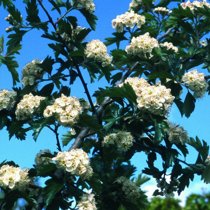 Crataegus x dippeliana