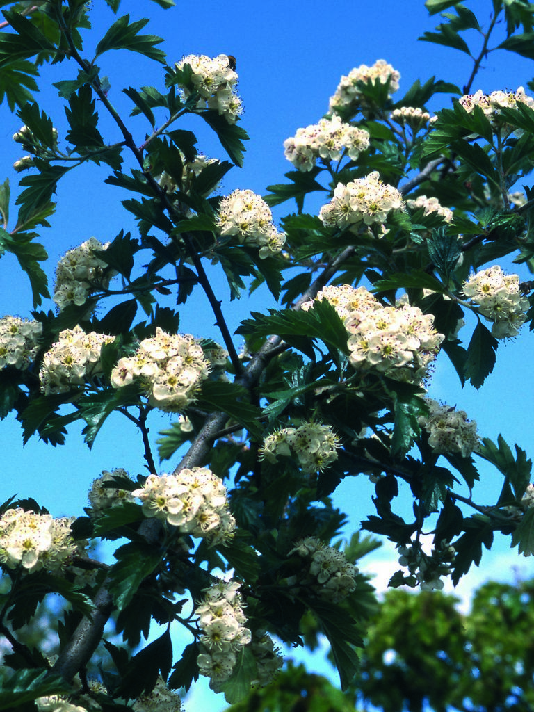 Боярышник арнольда описание. Crataegus arnoldiana. Боярышник Арнольда цветение. Боярышник Арнольда "arnoldiana". Боярышник Арнольда обыкновенный.