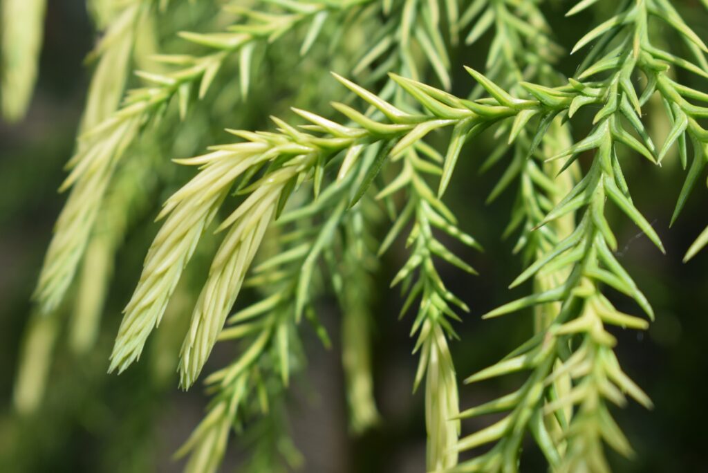 Cryptomeria japonica 'Sekkan-sugi' 1