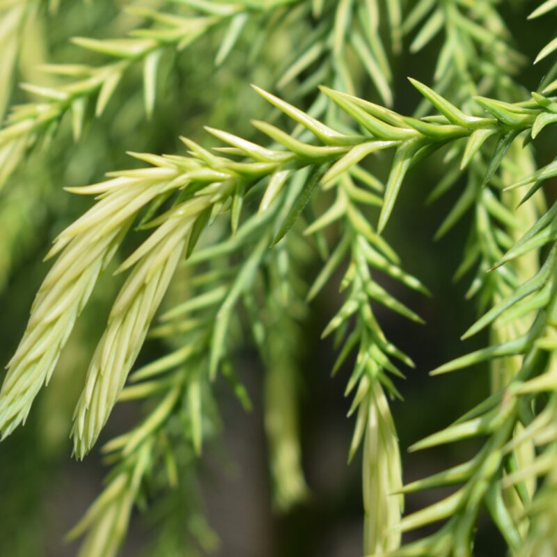 Cryptomeria japonica 'Sekkan-sugi' 1