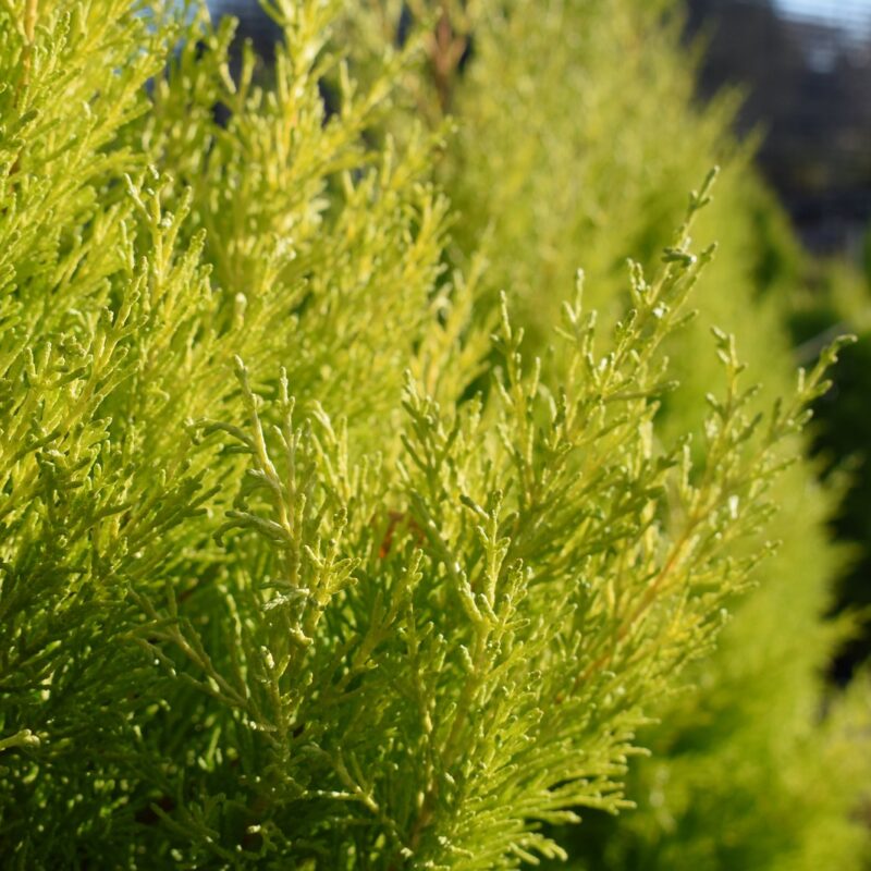 Cupressus macrocarpa 'Wilma' 1