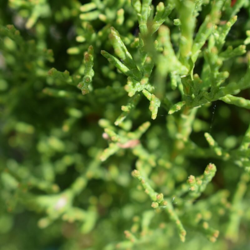 Cupressus sempervirens 'Totem' 1