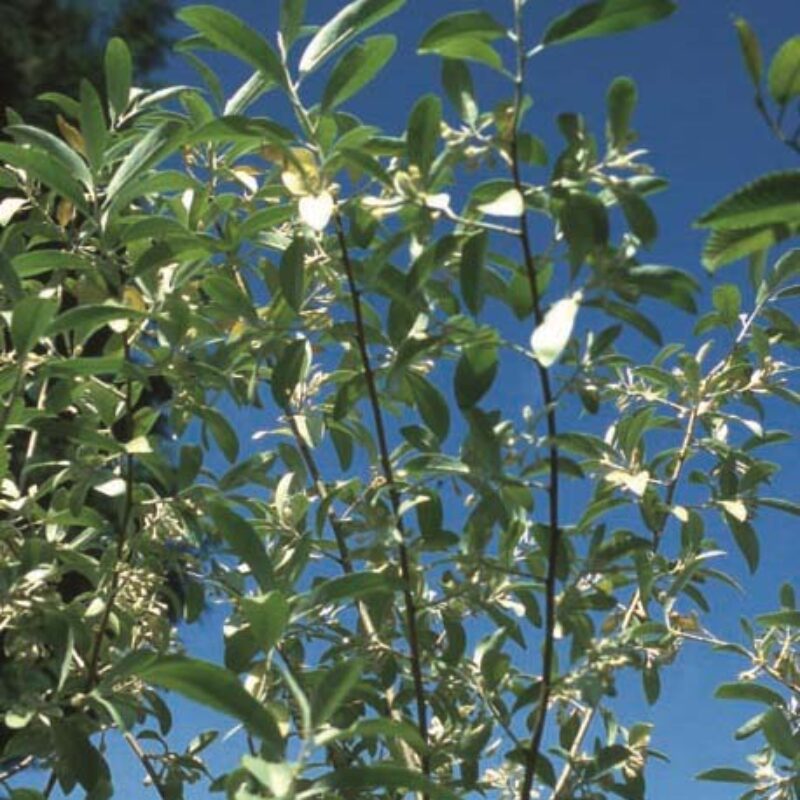 Elaeagnus angustifolia 'Quicksilver' 1