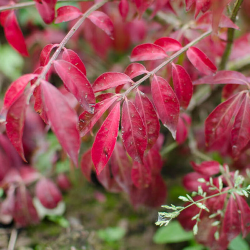 Euonymus alatus 'Compactus' 1