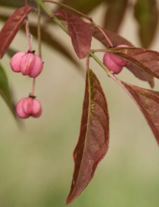 Euonymus europaeus 'Brilliant'