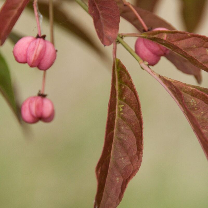 Euonymus europaeus 'Brilliant'