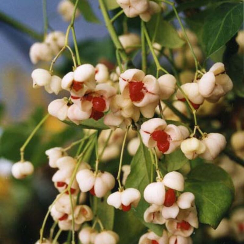 Euonymus hamiltonianus 'Koi Boy' 1