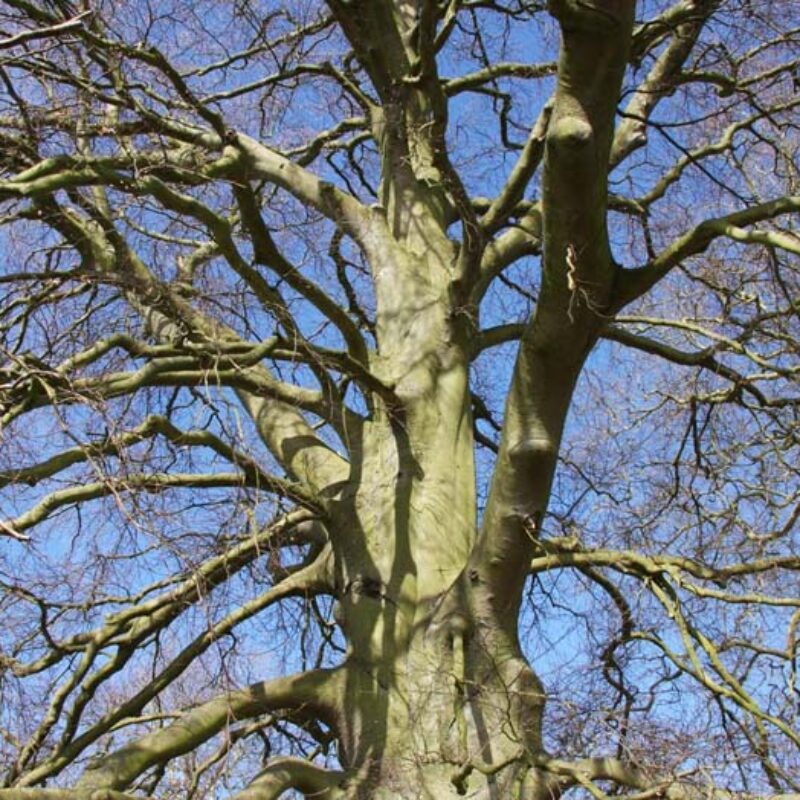 Fagus sylvatica 2