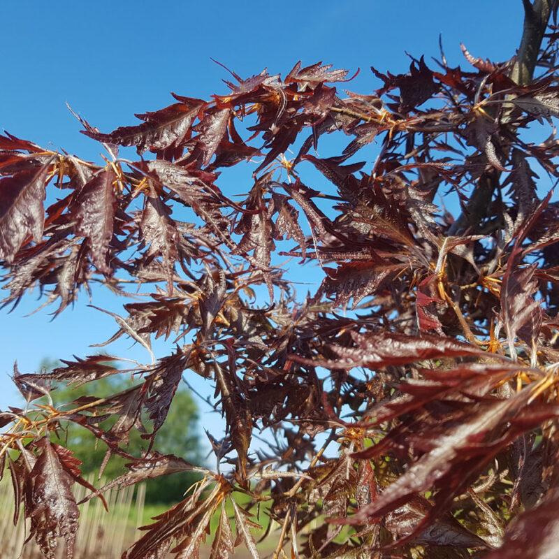 Fagus sylvatica 'Midnight Feather'®