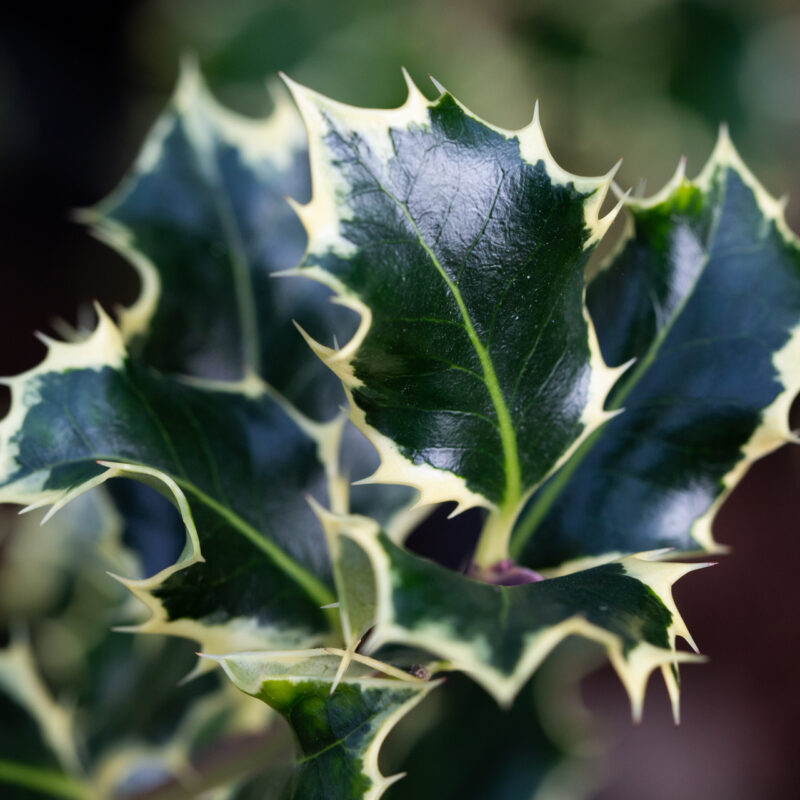 Ilex aquifolium 'Argentea Marginata' 1