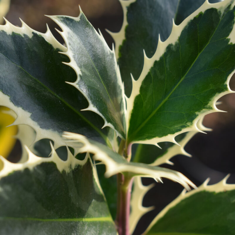 Ilex aquifolium 'Handsworth New Silver' 2