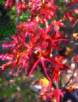 Liquidambar styraciflua 'Stared' 2