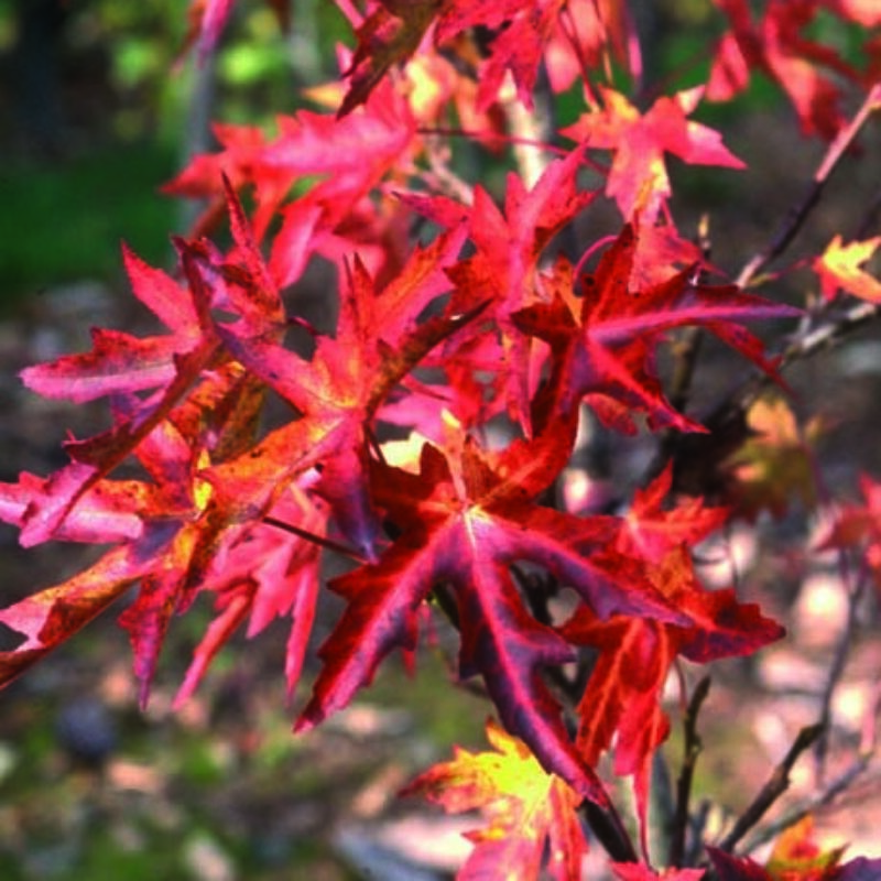 Liquidambar styraciflua 'Stared' 2